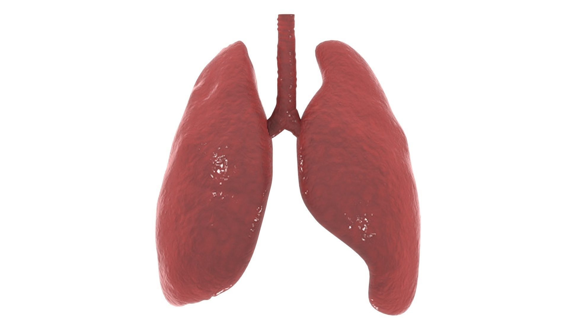 Lungs 3D model_11