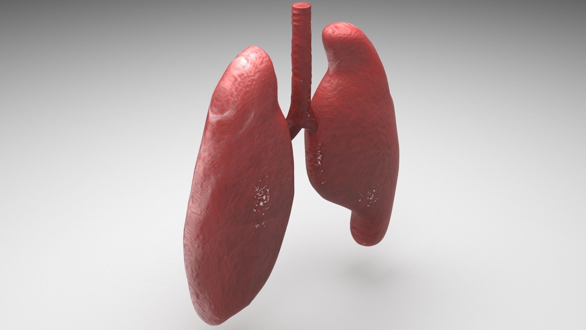 Lungs 3D model_4