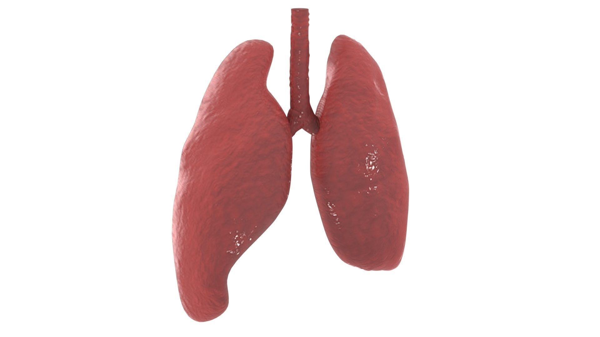 Lungs 3D model_9