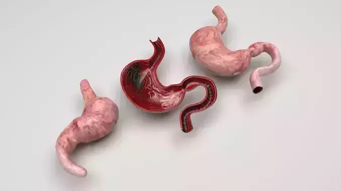 Stomach and Stomach Section 3D model