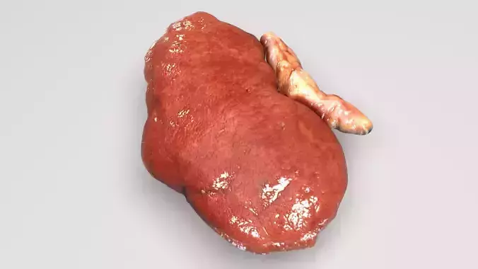 Kidneys 3D model