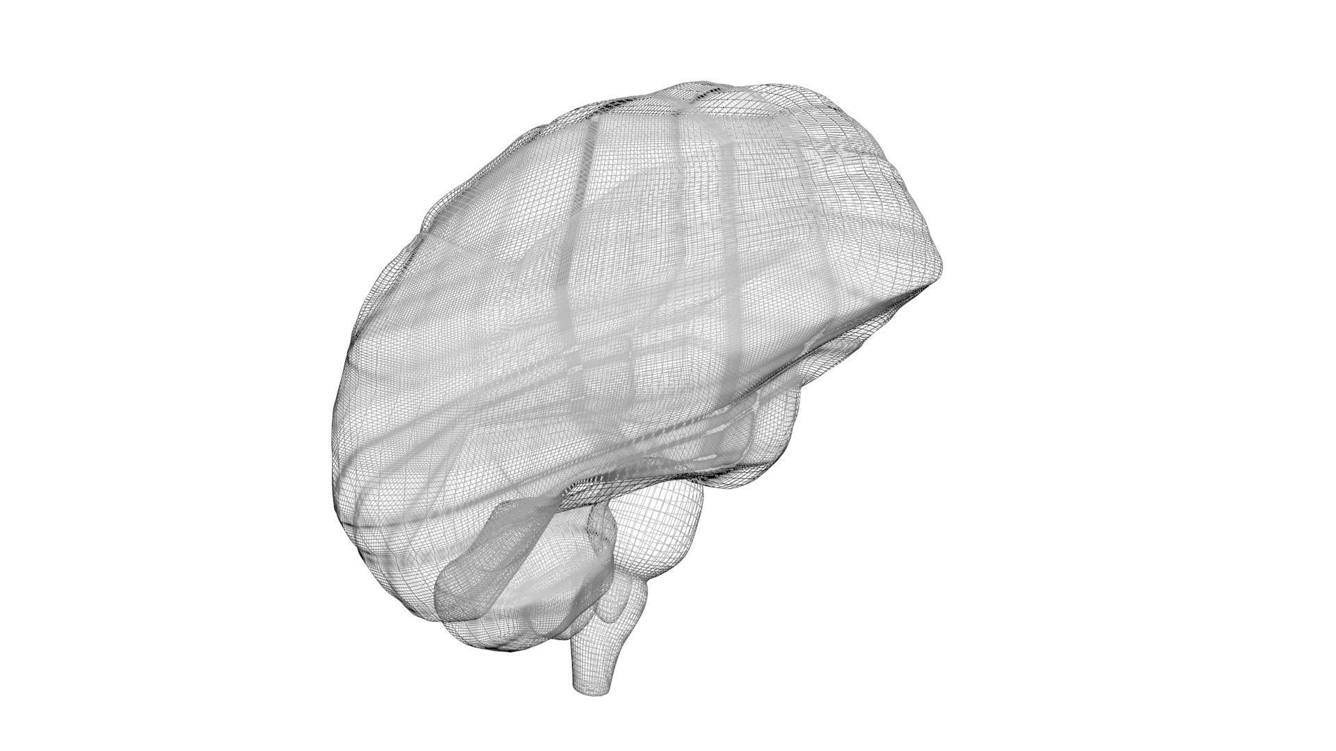 Human Brain 3D model_18