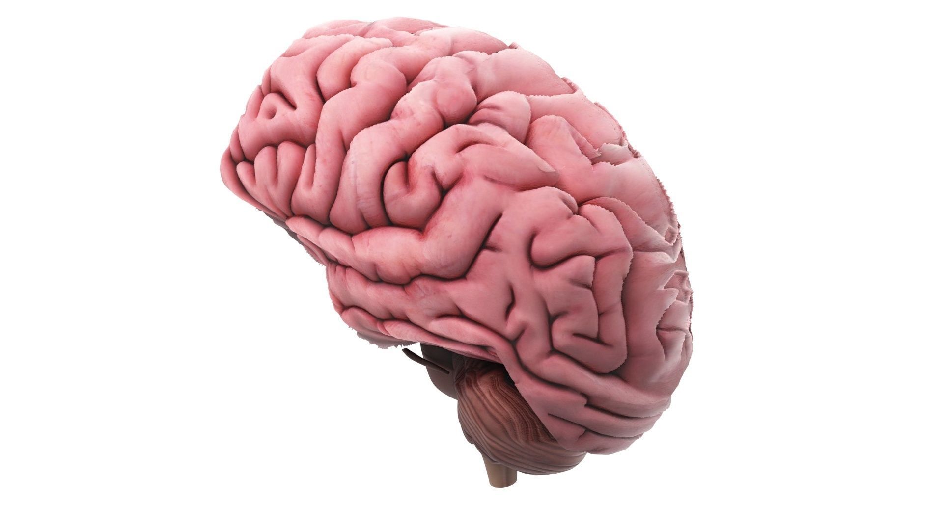 Human Brain 3D model_12