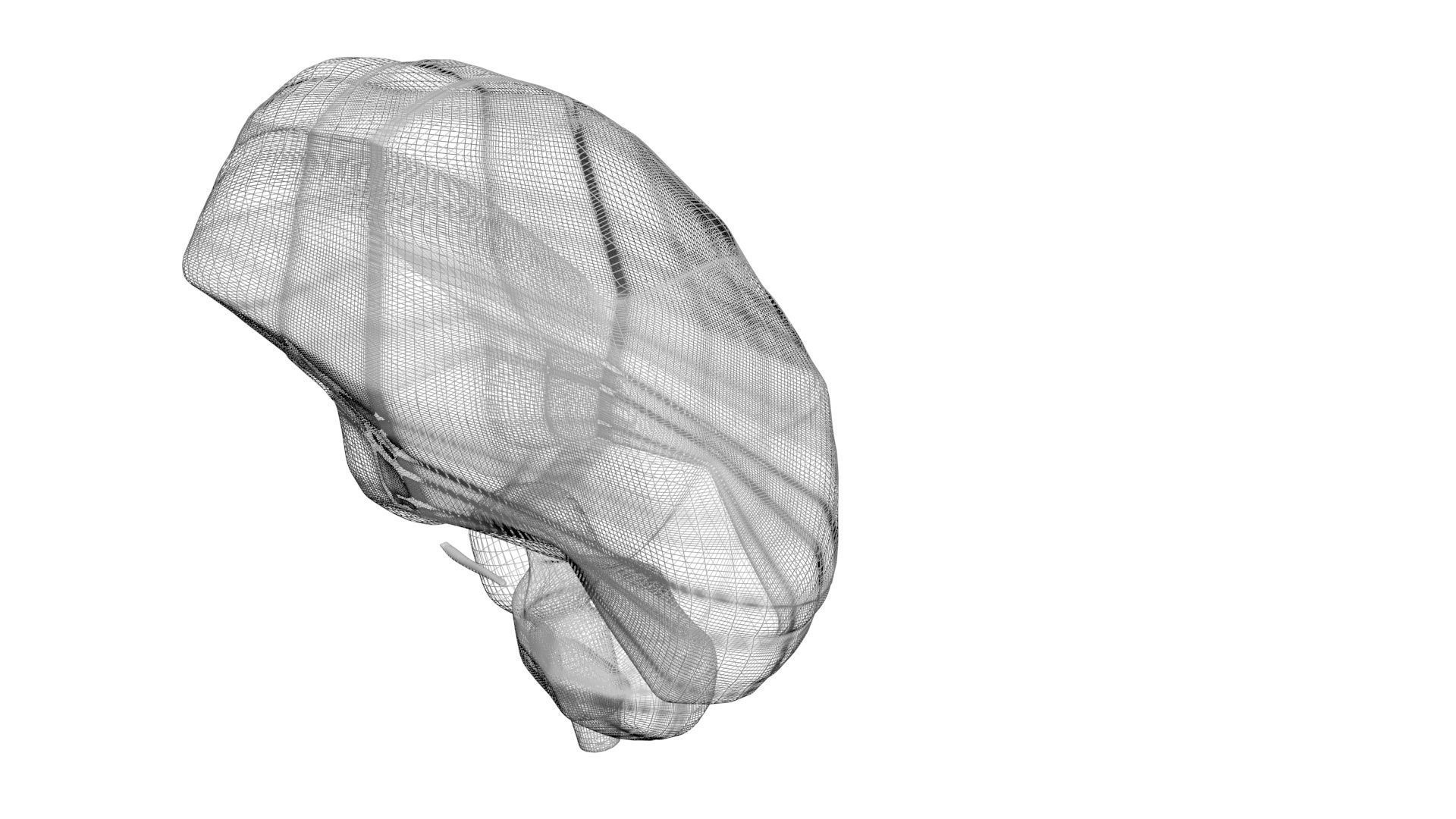 Human Brain 3D model_17