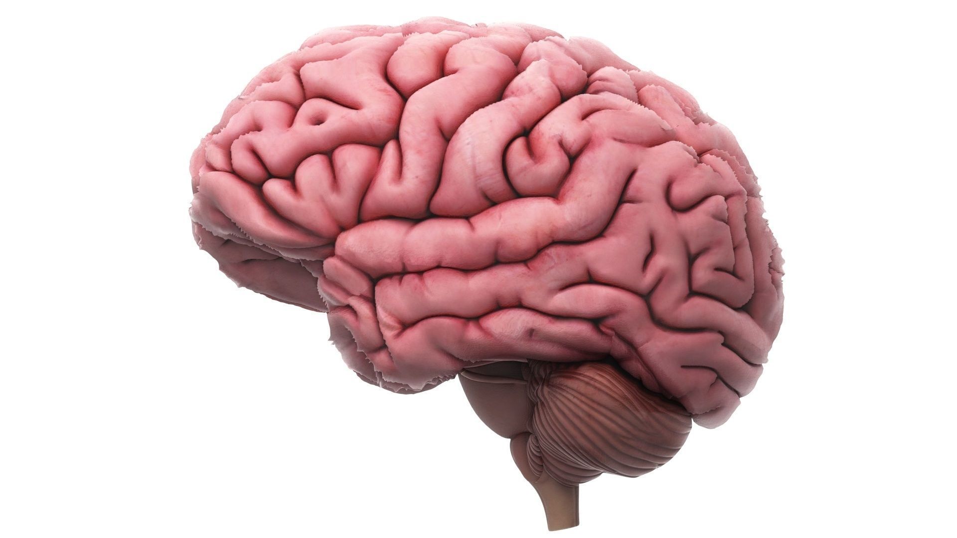 Human Brain 3D model_15