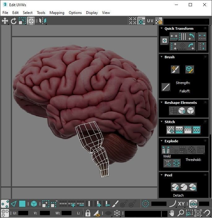 Human Brain 3D model_25