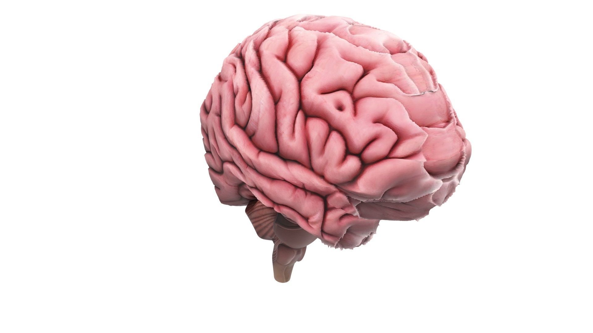 Human Brain 3D model_10
