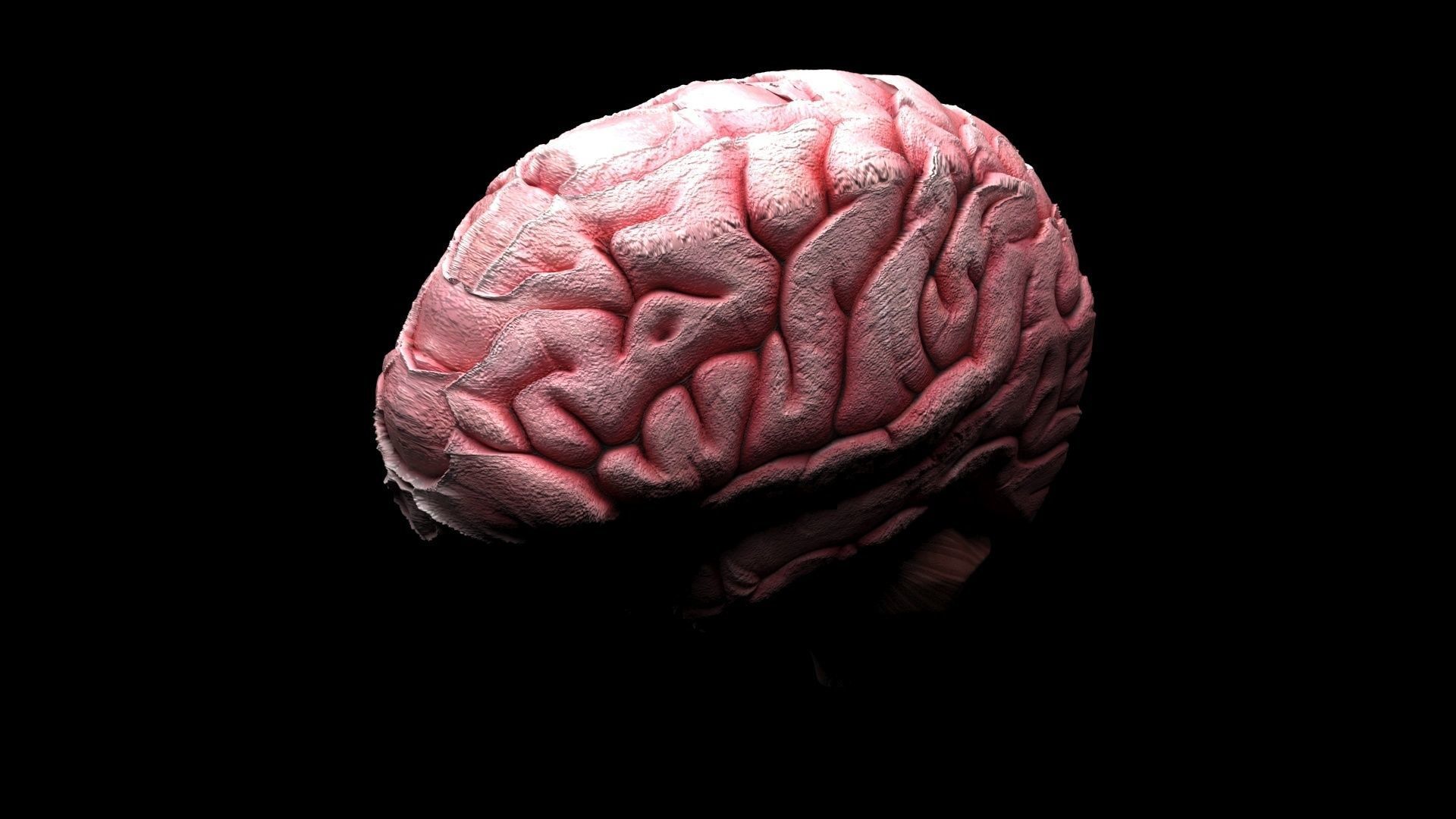 Human Brain 3D model_6