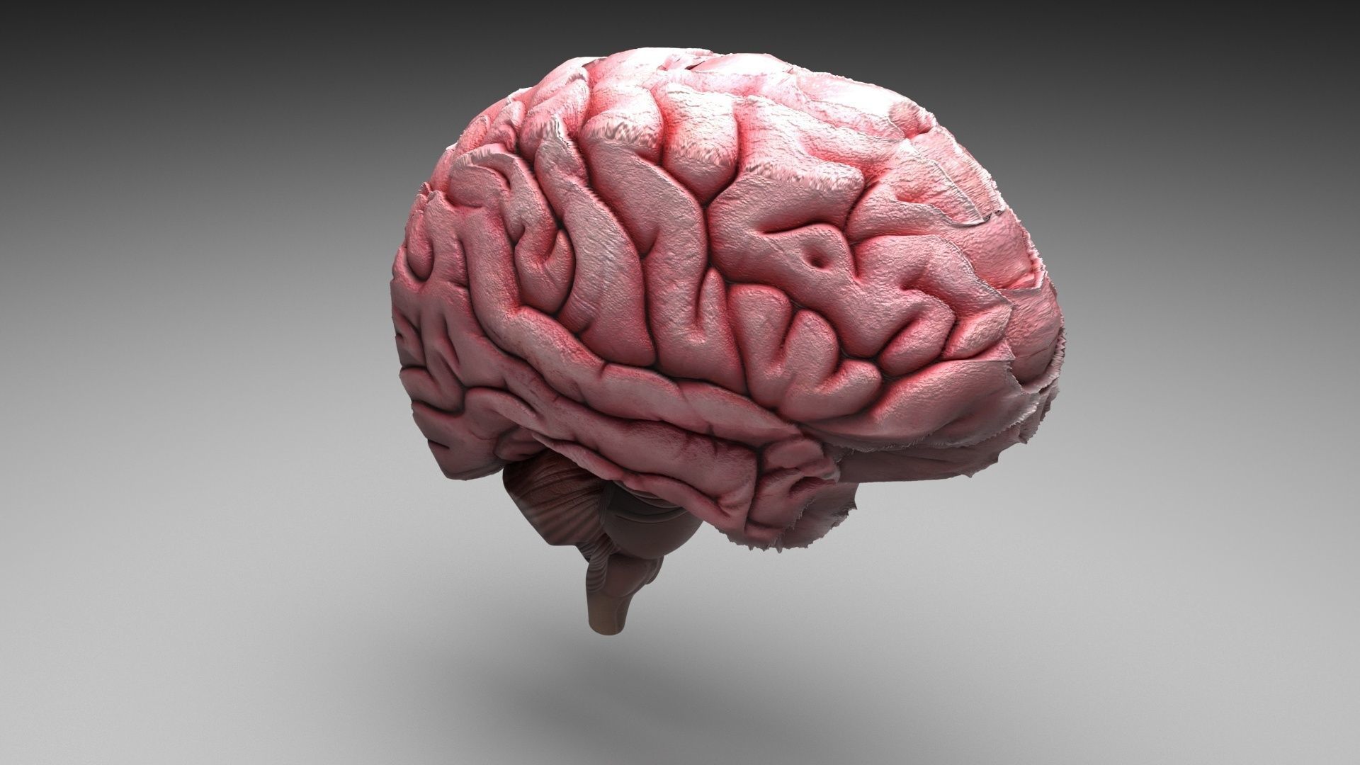 Human Brain 3D model_3