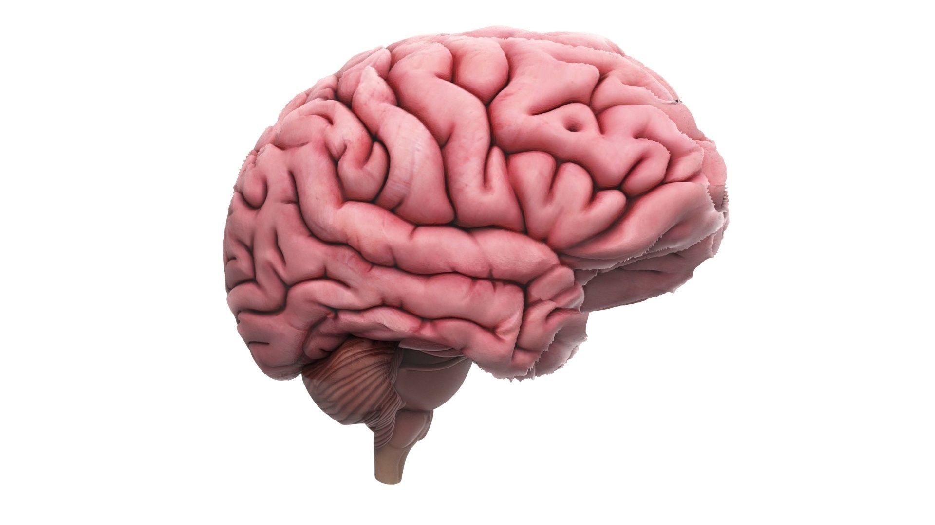 Human Brain 3D model_14