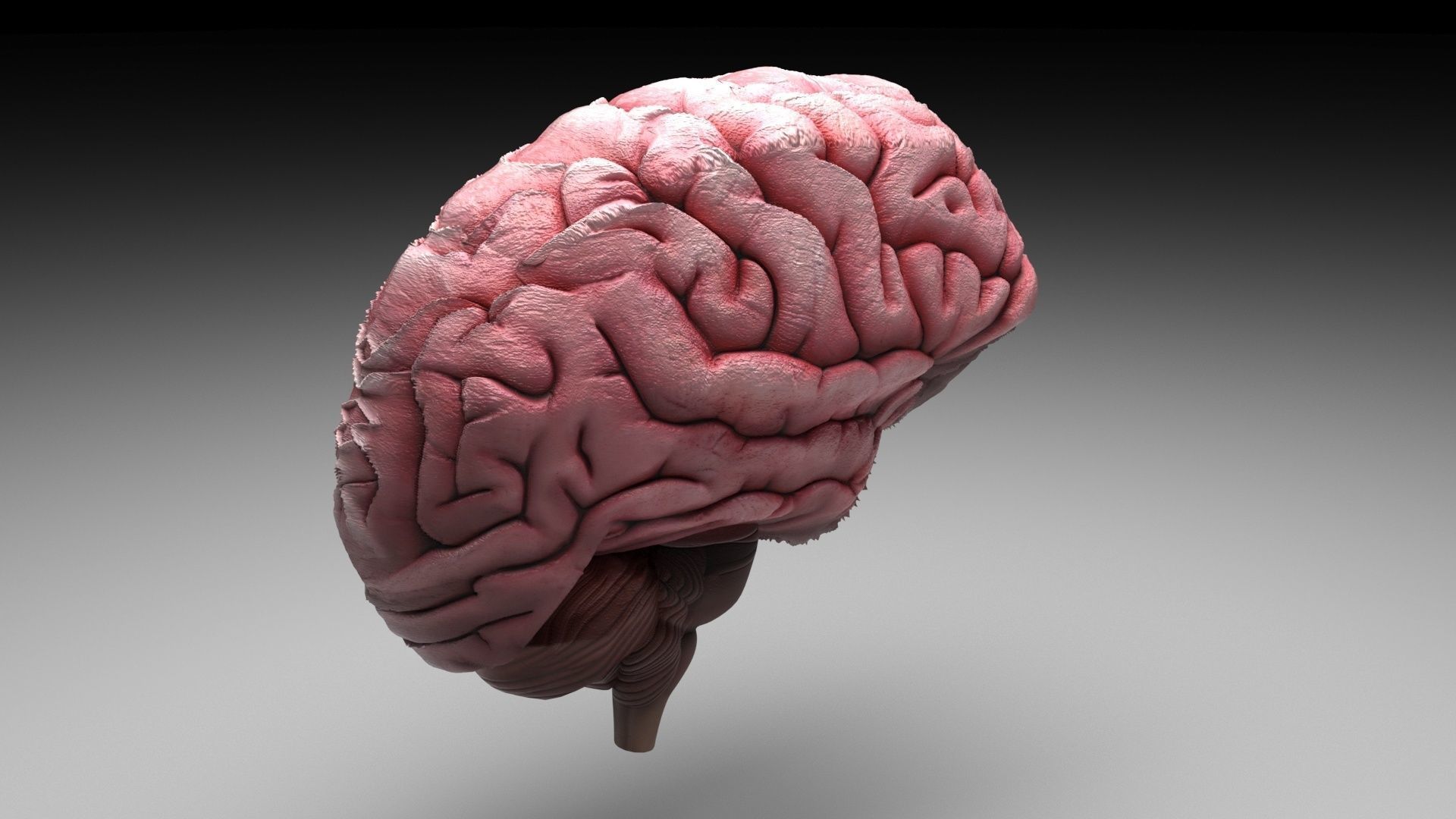 Human Brain 3D model_2