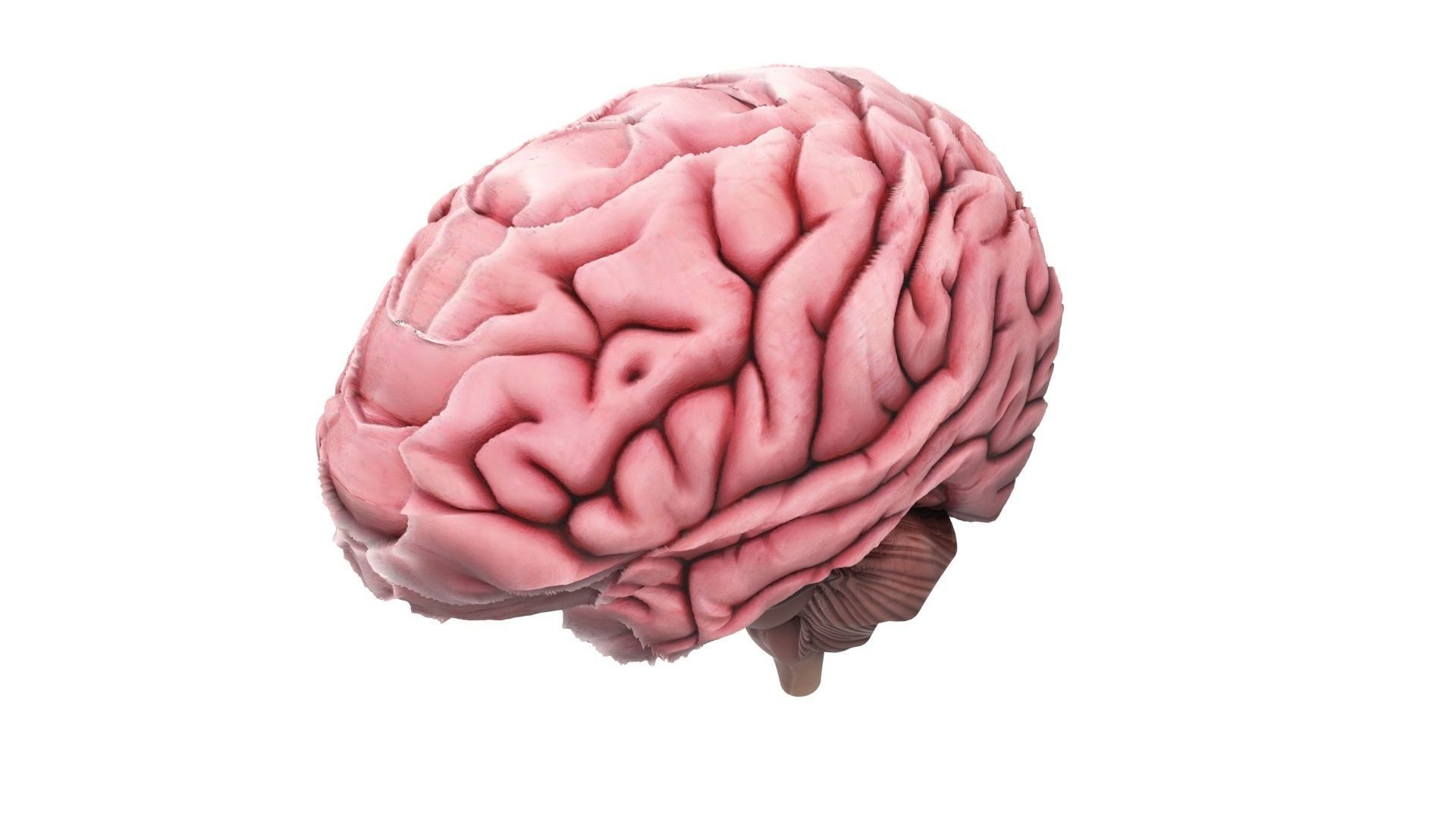 Human Brain 3D model_7