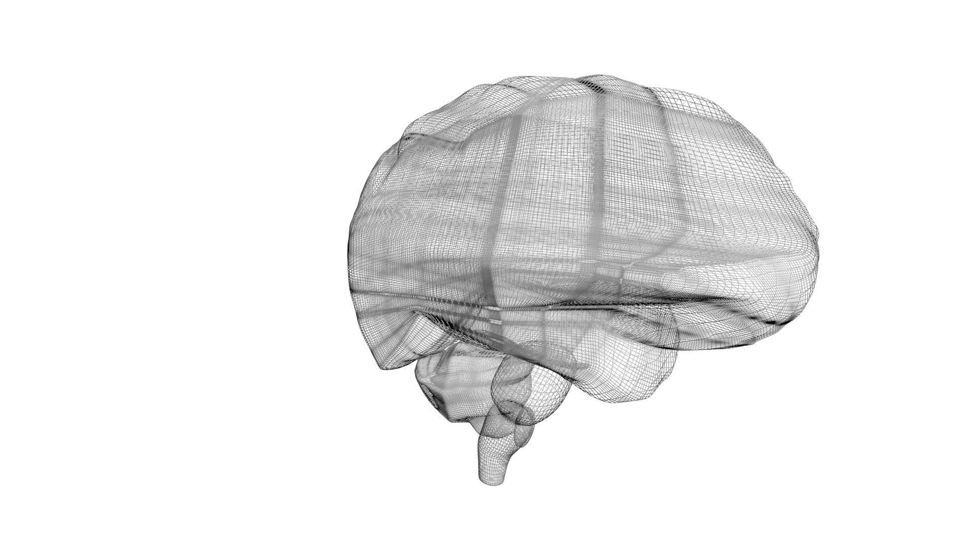 Human Brain 3D model_19