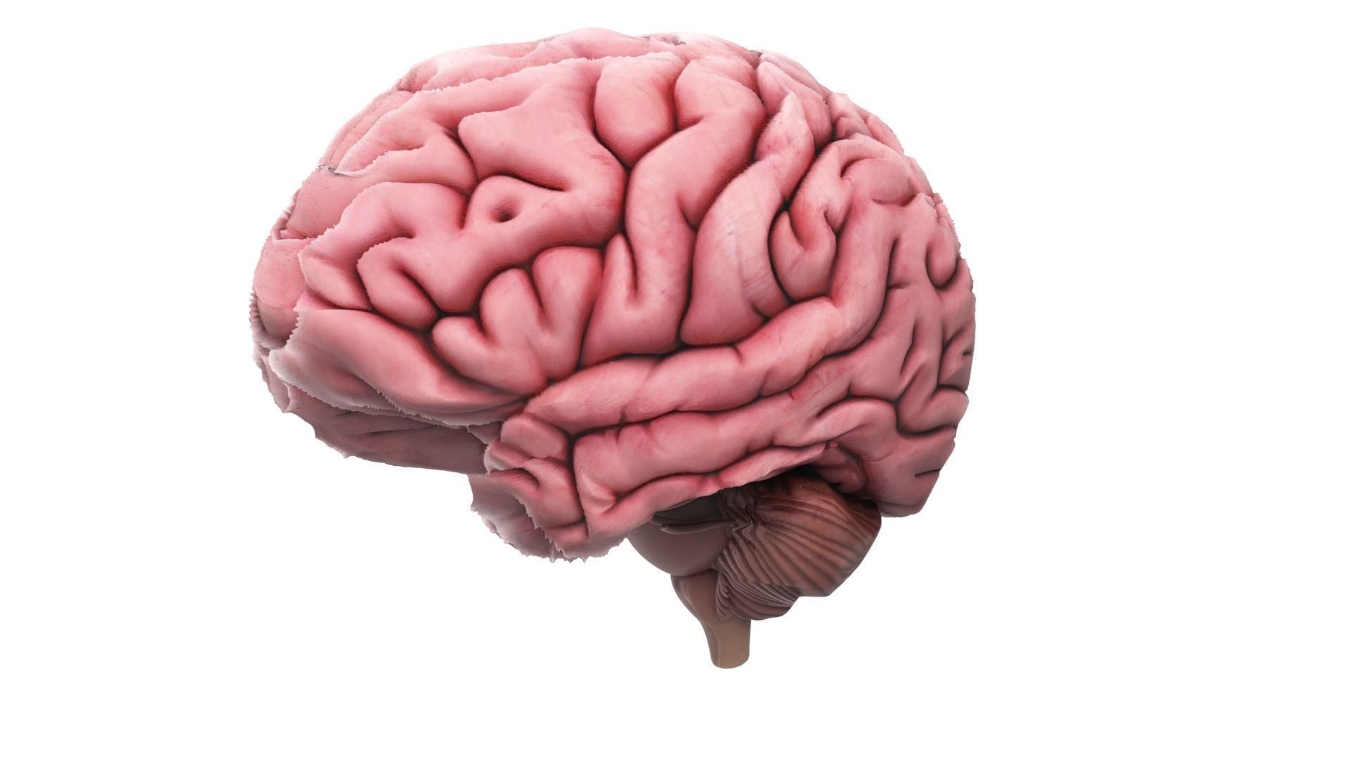 Human Brain 3D model_11