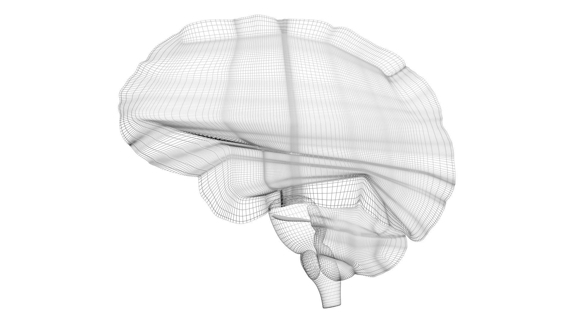 Human Brain 3D model_21