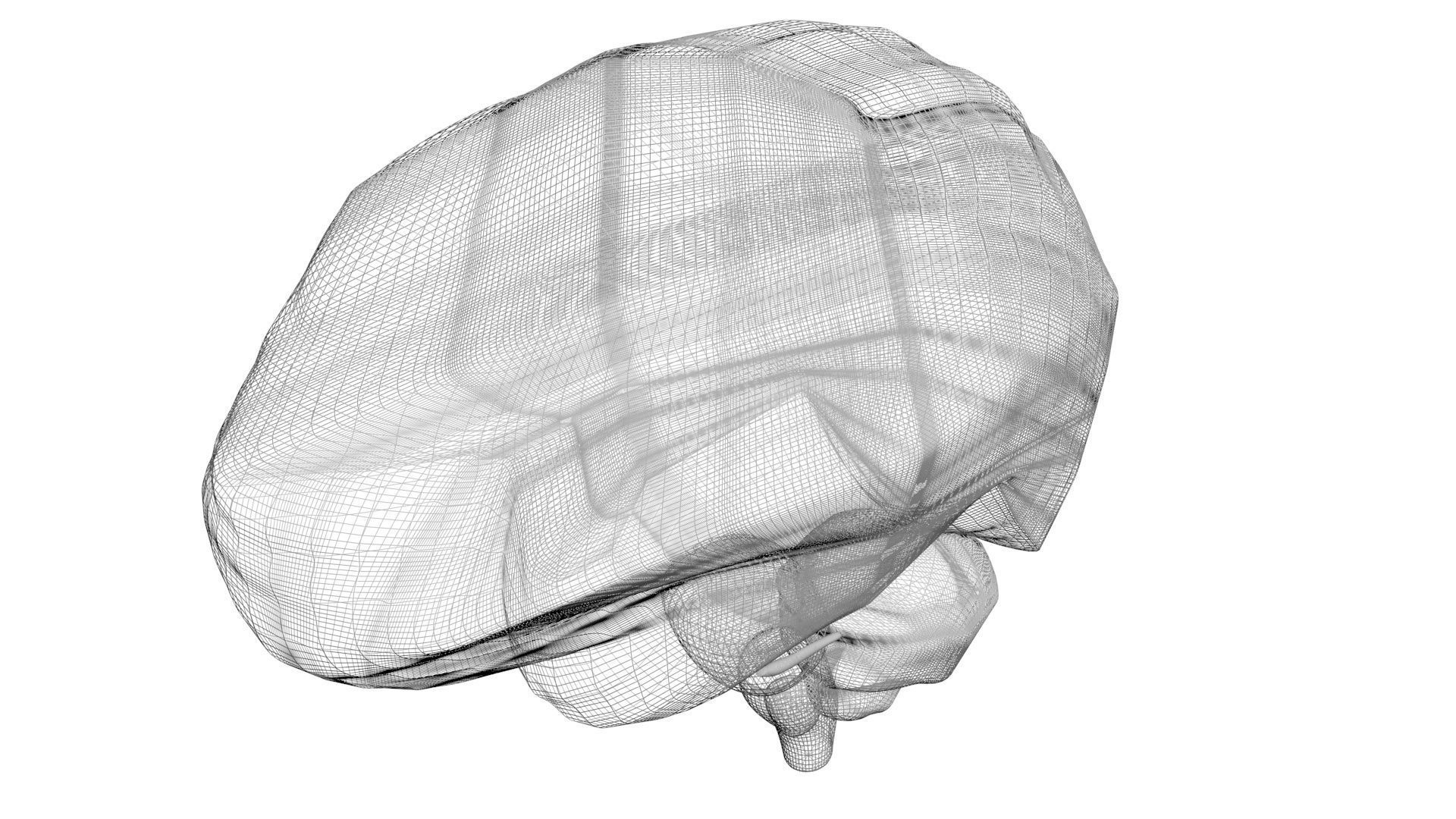Human Brain 3D model_16
