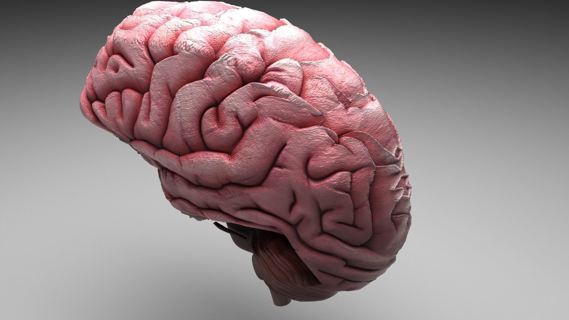 Human Brain 3D model_1