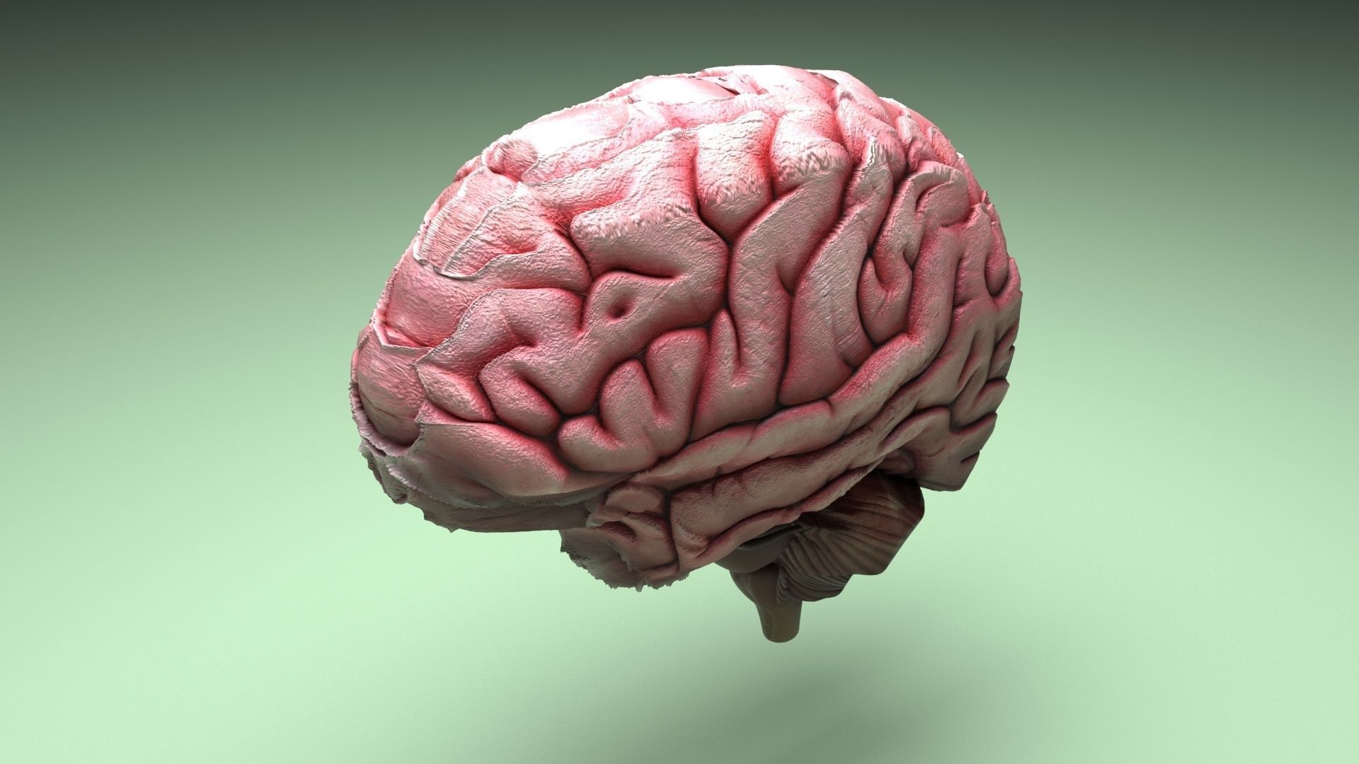 Human Brain 3D model_5