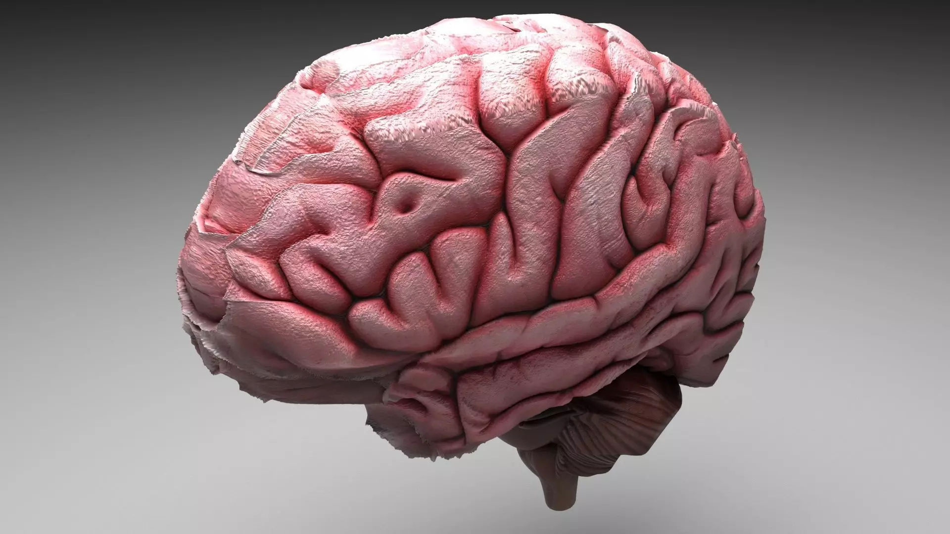 Human Brain 3D model_0