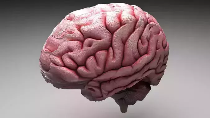 Human Brain 3D model