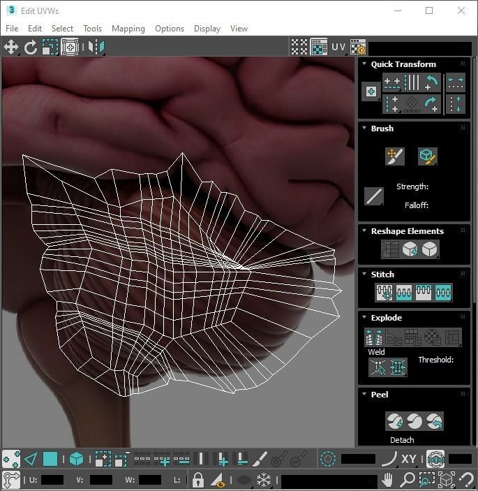 Human Brain 3D model_28