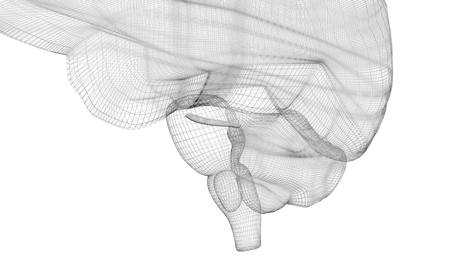 Human Brain 3D model_20