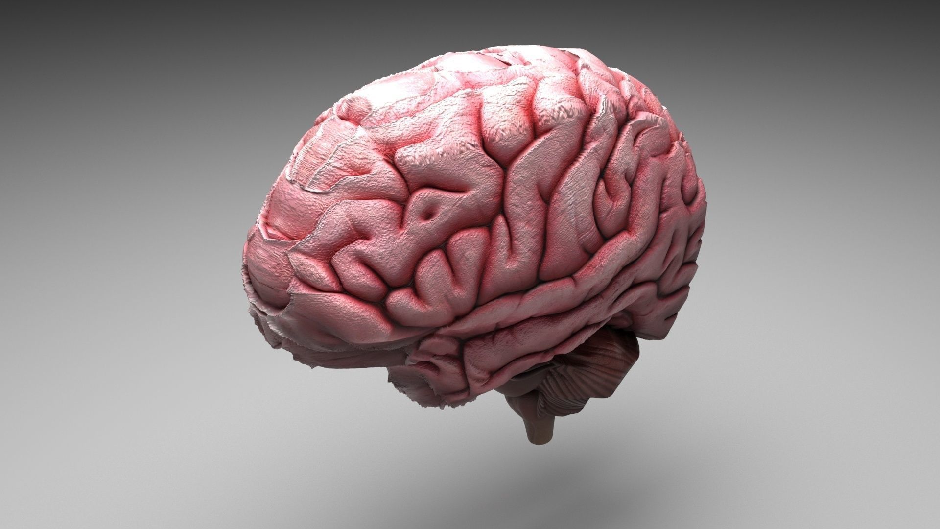 Human Brain 3D model_4