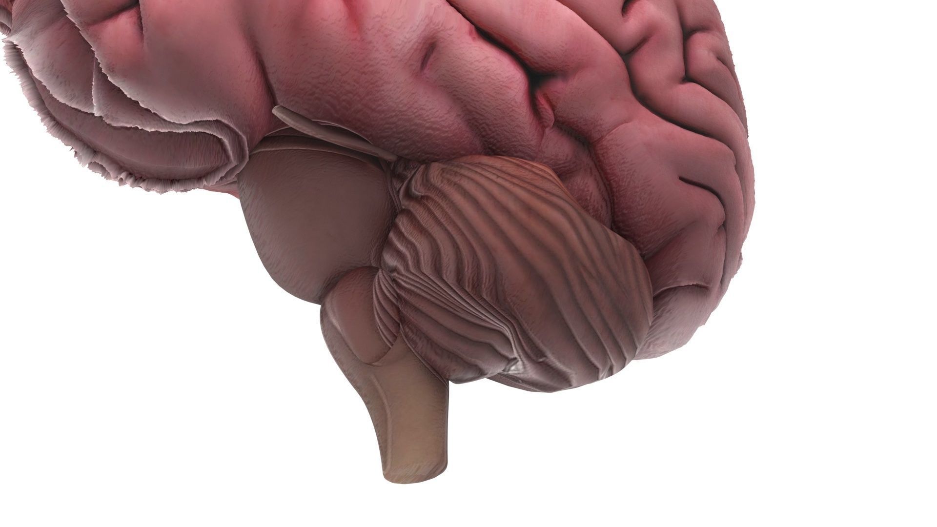 Human Brain 3D model_13