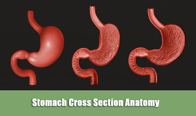 Stomach Cross Section Anatomy Low-poly 3D model