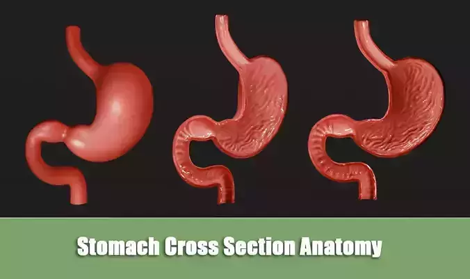 Stomach Cross Section Anatomy Low-poly 3D model