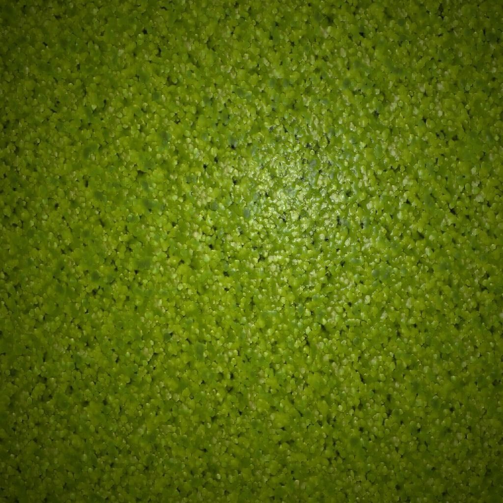 Duckweed - 4K PBR material  Texture_2
