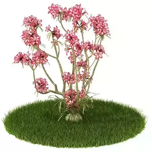 Pink Flower Plant