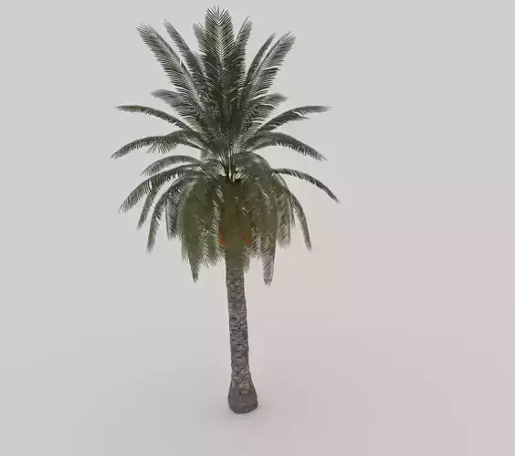 Palm Tree