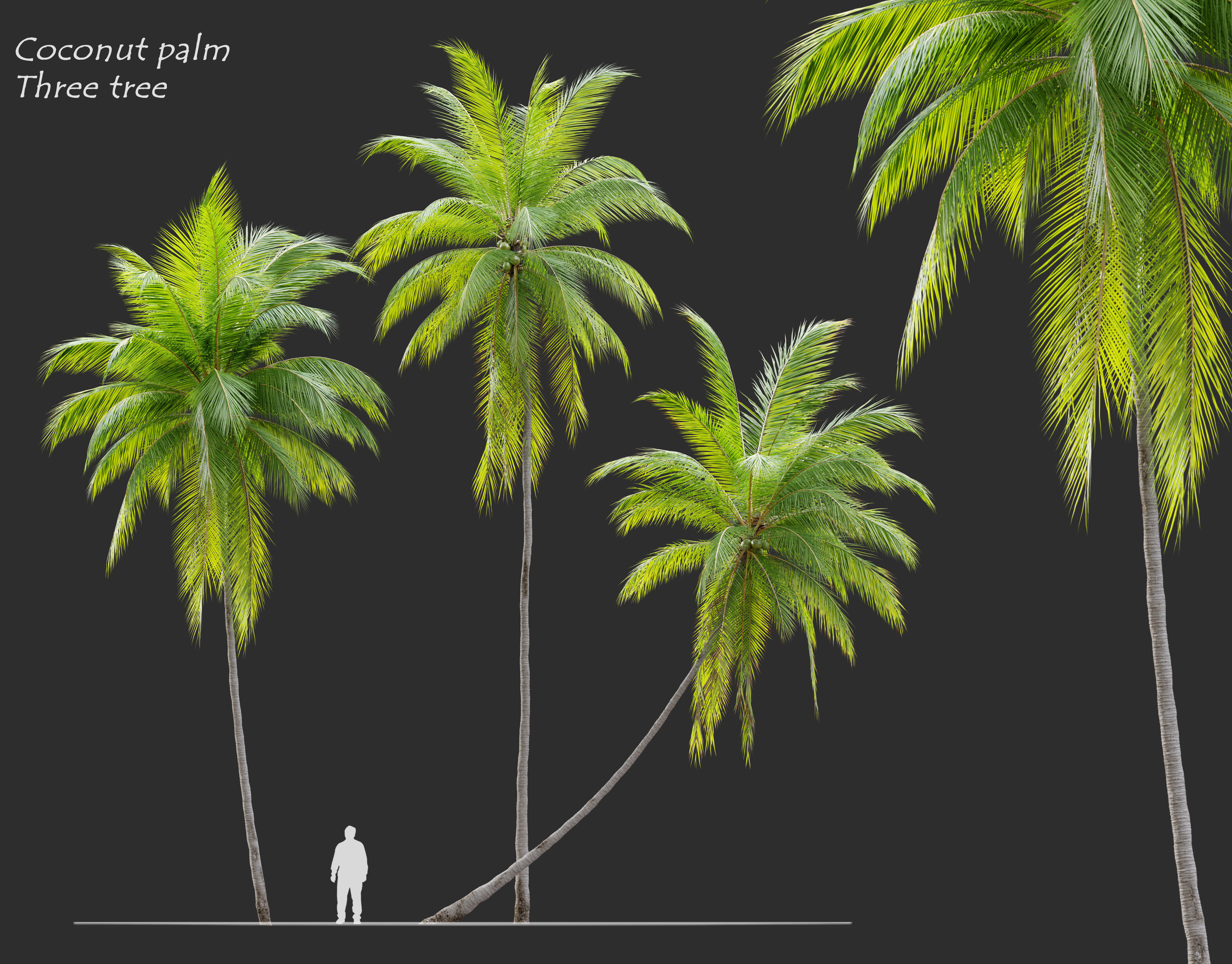 Coconut palm 3D model_0