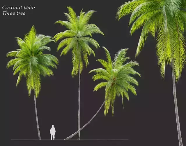 Coconut palm 3D model