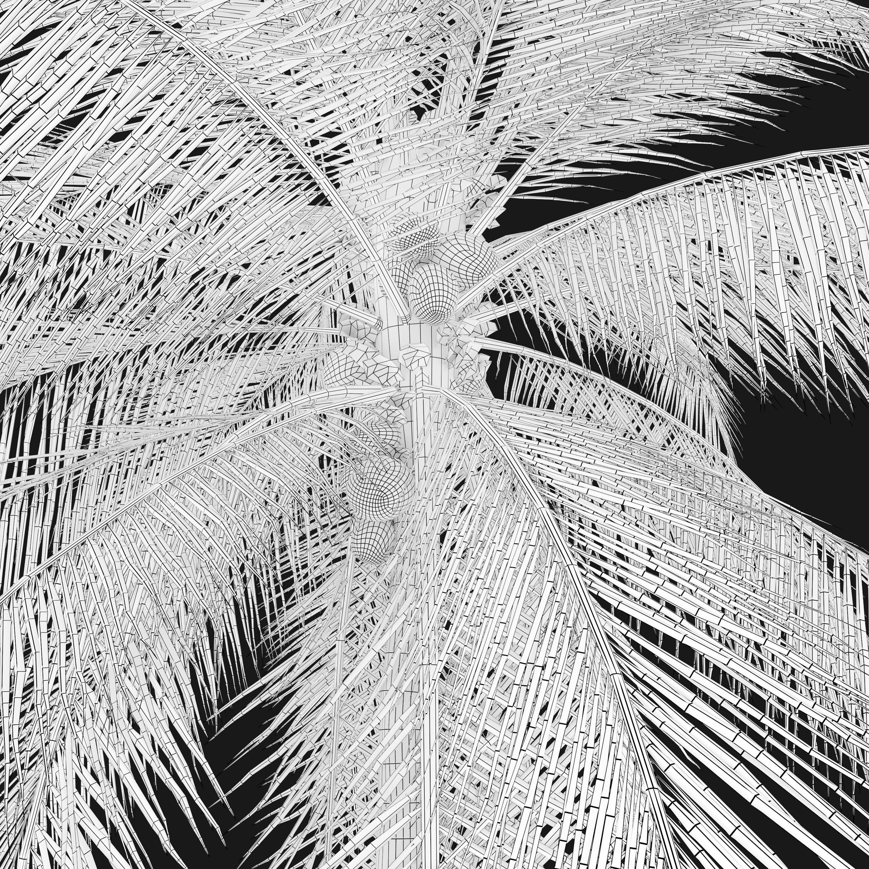 Coconut palm 3D model_6