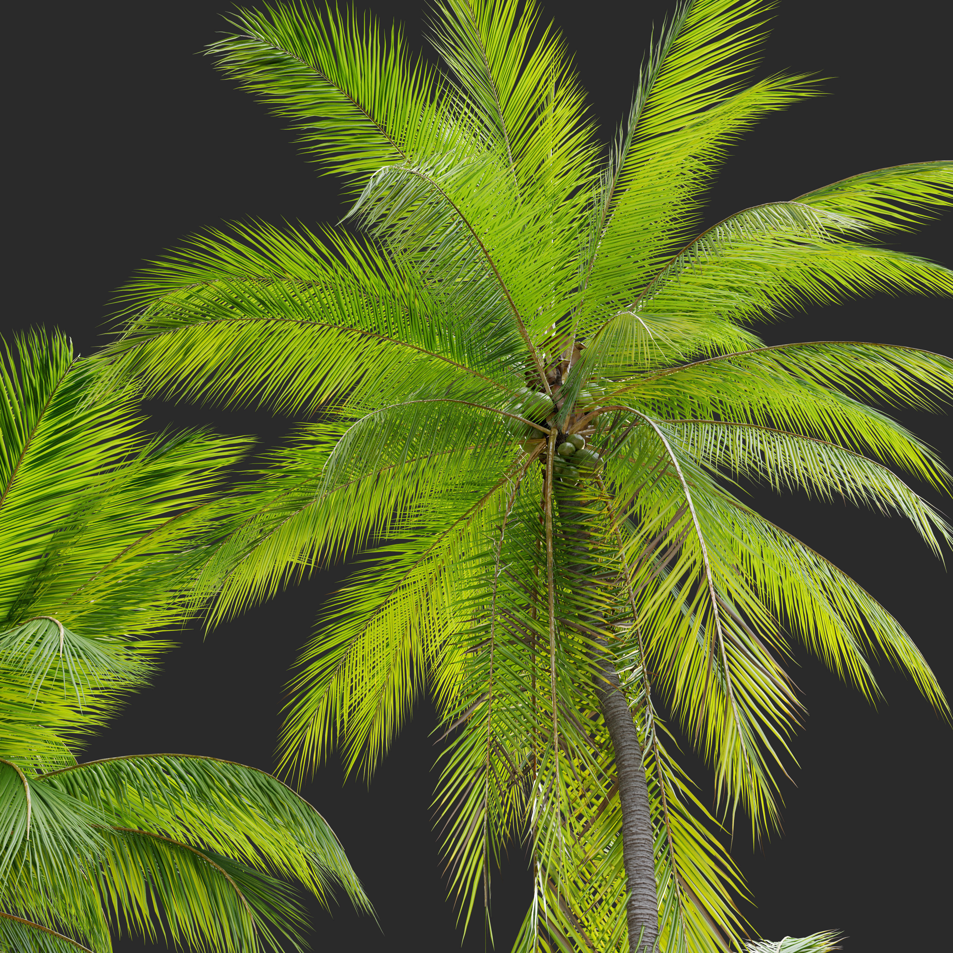 Coconut palm 3D model_1