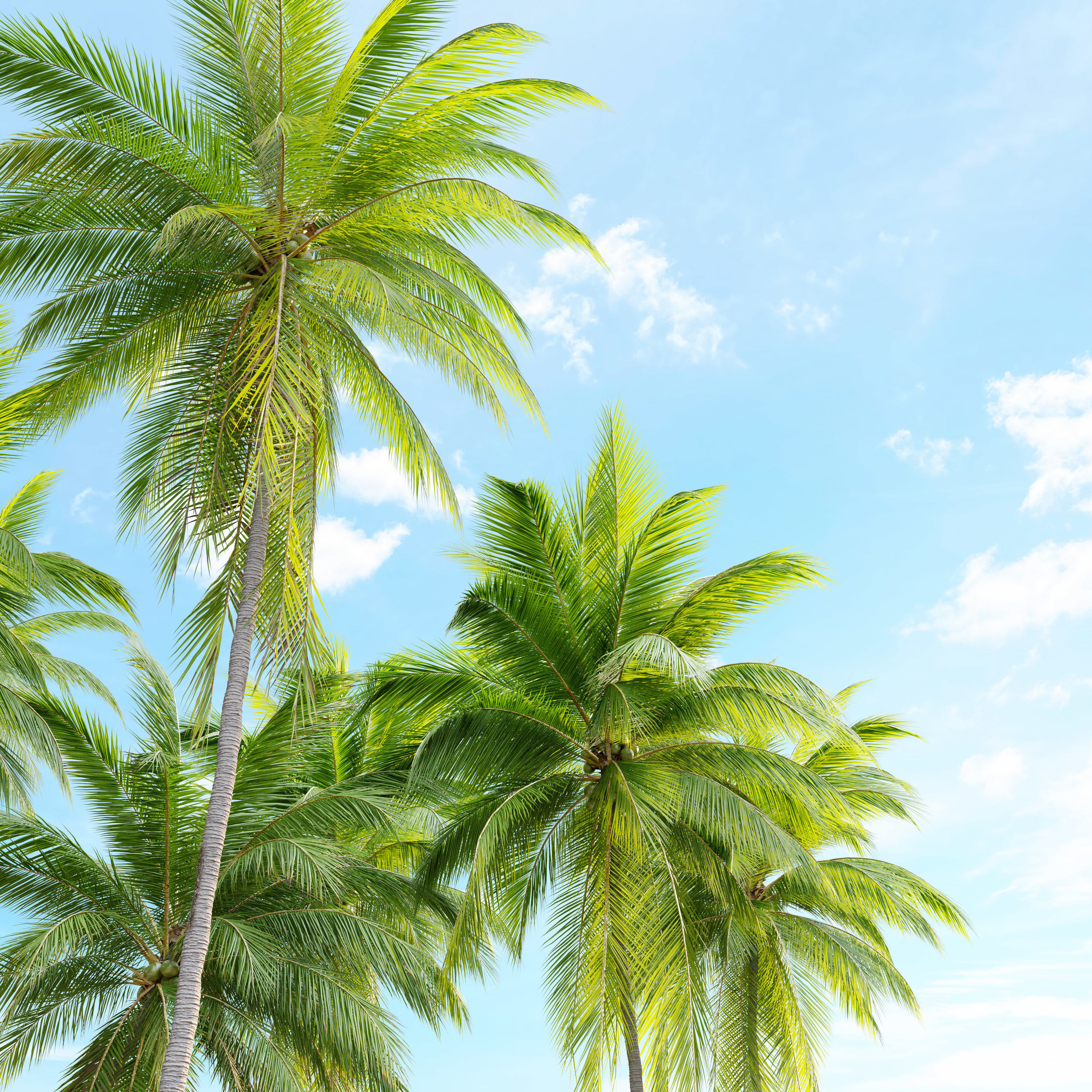 Coconut palm 3D model_4