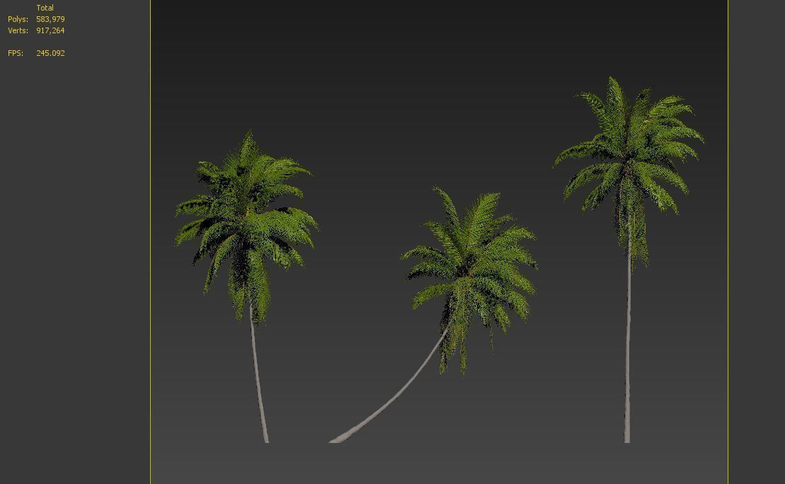 Coconut palm 3D model_7