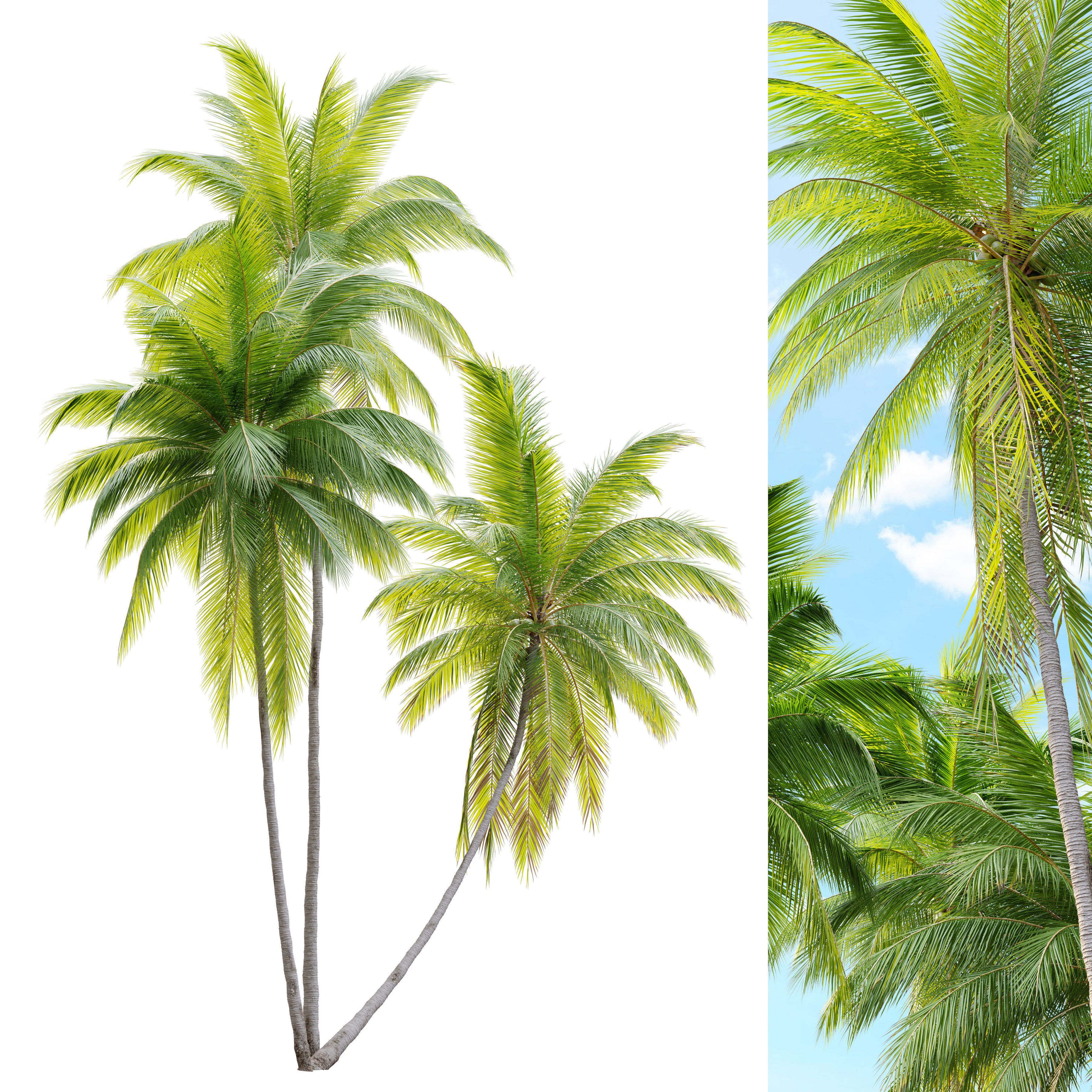 Coconut palm 3D model_5