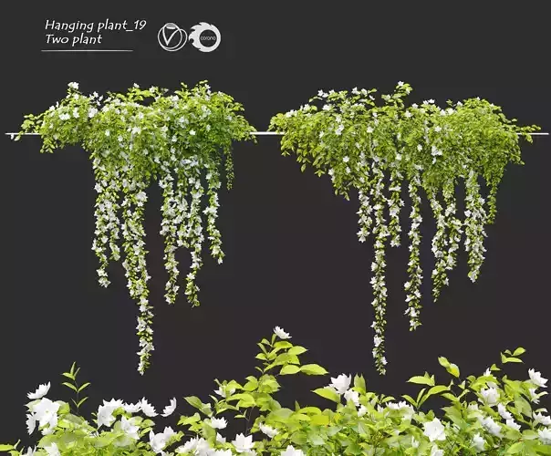 Hanging Plant 19 3D model