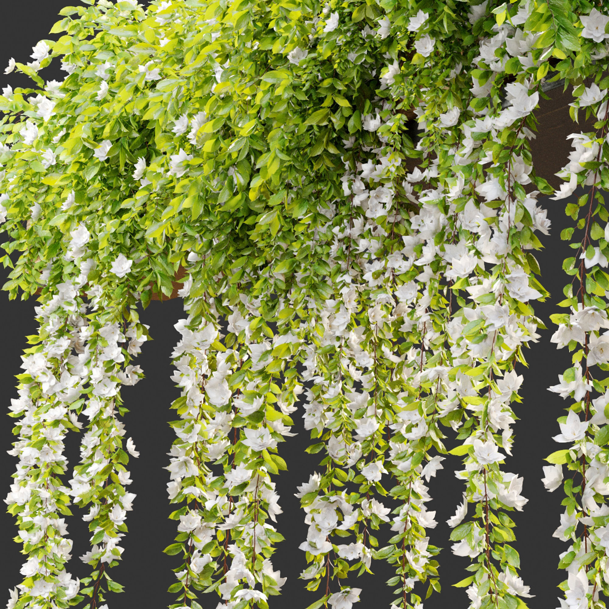 Hanging Plant 19 3D model_5