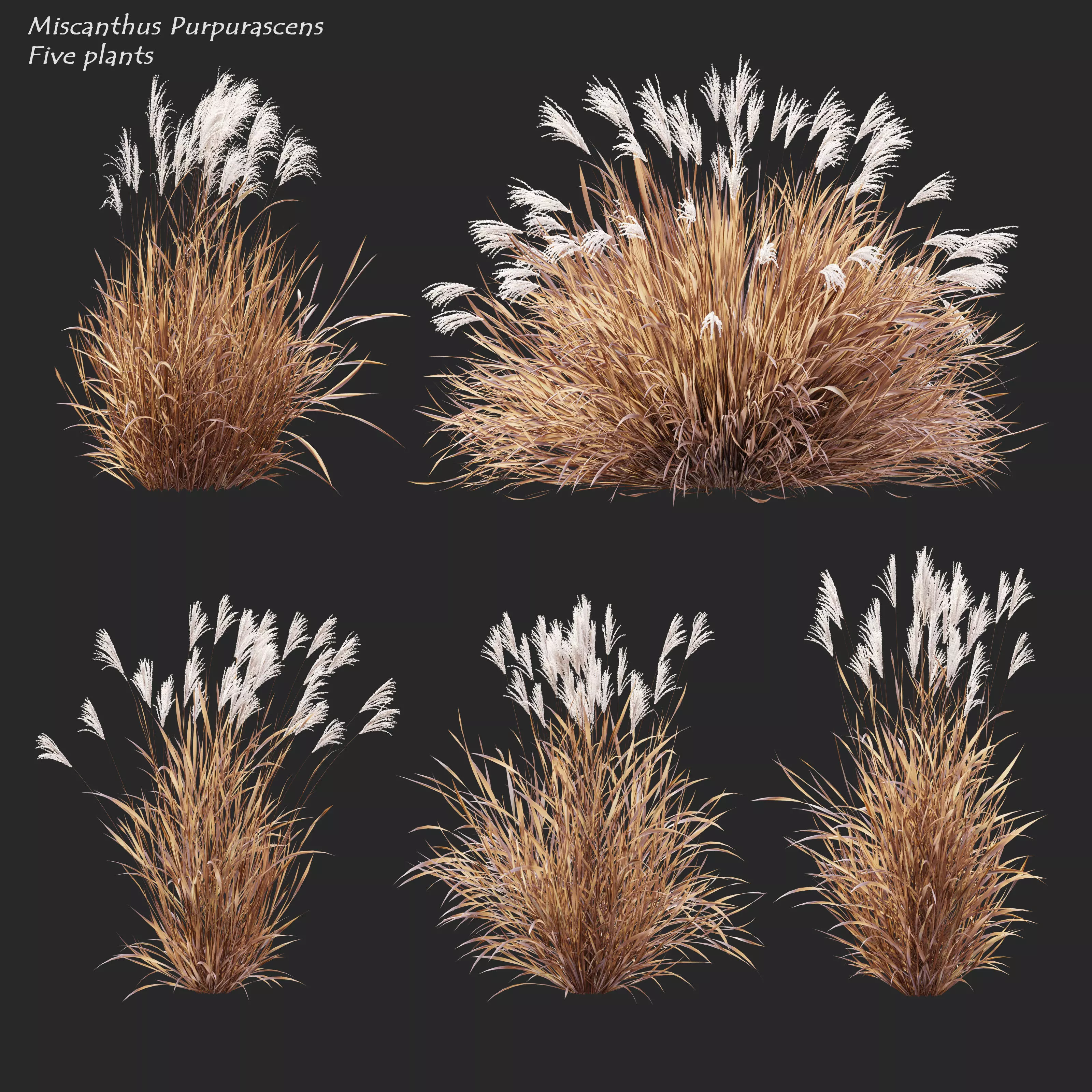 Miscanthus Purpurascens 3D model