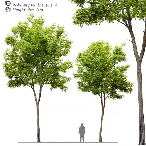Robinia pseudoacacia 04 3D model