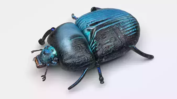 Beetle 3D model