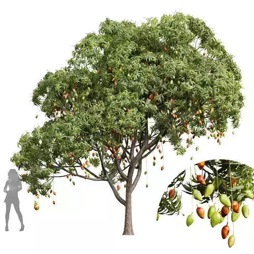 New Plant High detail Mangifera Indica Mango02 3D model