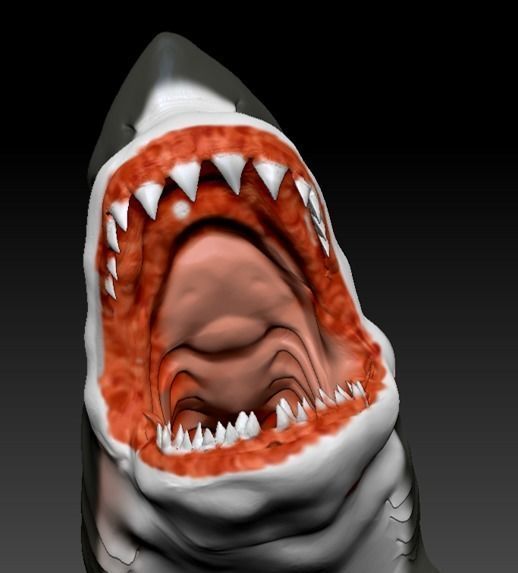 Great White Shark 3D model_5