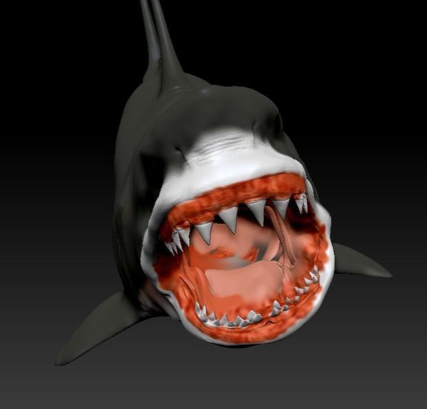 Great White Shark 3D model_2