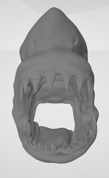 Great White Shark 3D model_7