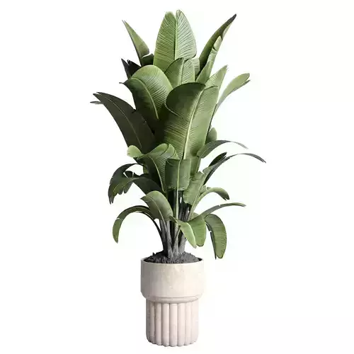 ravenala plant in old concrete dirt vase